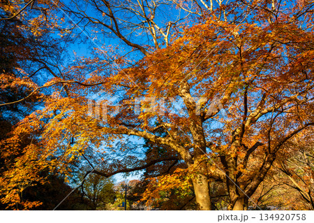 秋の鎌倉・明月院で見た、紅葉した木々と青空 134920758