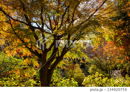 秋の鎌倉・明月院で見た、紅葉した木々のある庭園 秋の鎌倉・明月院で見た、紅葉した木々のある庭園 134920759