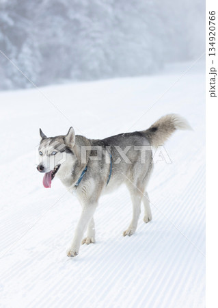 Siberian Husky dog walking, winter snow Siberian Husky dog walking, winter snow 134920766
