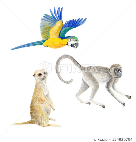 Watercolor Savannah Elements Clipart Set. Monkey, Meerkat, Parrot. African Wildlife Boho Fabric 134920794