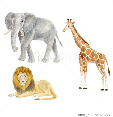 Watercolor Savannah Elements Clipart Set. Elephant, giraffe, Lion. African Wildlife Boho Fabric Watercolor Savannah Elements Clipart Set. Elephant, giraffe, Lion. African Wildlife Boho Fabric 134920795