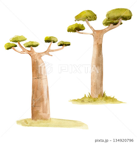 Hand-painted watercolor two baobab trees illustration. African savanna nature art, safari landscape Hand-painted watercolor two baobab trees illustration. African savanna nature art, safari landscape 134920796