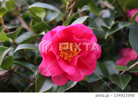 ツバキの花 134921098