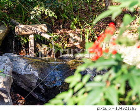 マンリョウの赤い実と風情豊かな蹲踞 マンリョウの赤い実と風情豊かな蹲踞 134921265