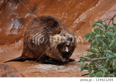 口を開けて舌を出すアメリカビーバー 134921269