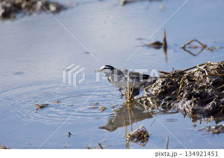 セキレイ wagtail / Japan セキレイ wagtail / Japan 134921451