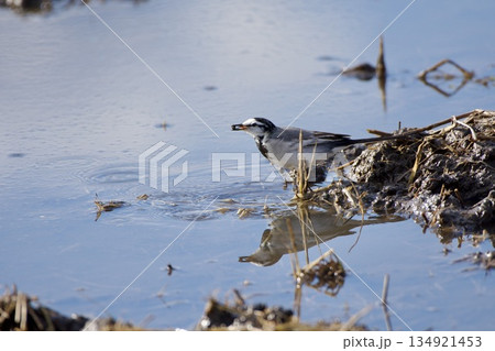セキレイ wagtail / Japan 134921453