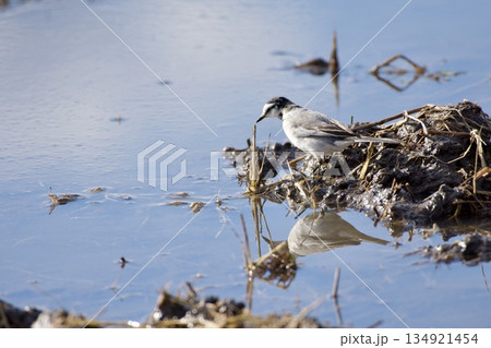 セキレイ wagtail / Japan セキレイ wagtail / Japan 134921454