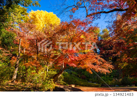 秋の東京・等々力不動尊で見た、色鮮やかな紅葉と快晴の青空 134921483