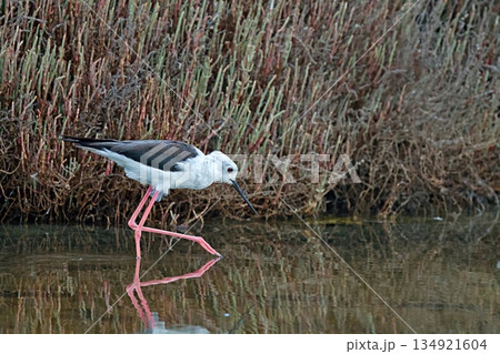 Black-winged Stilt (Himantopus himantopus), Greece 134921604