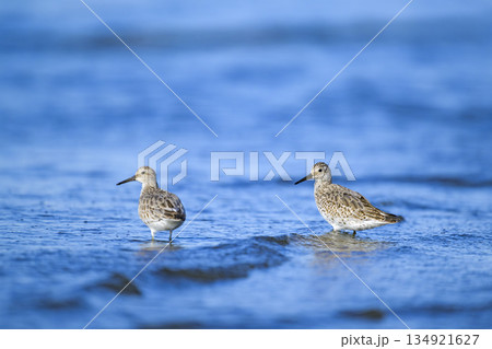 2羽のオバシギ 134921627