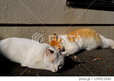 のんびり昼寝する野良猫　秋の境内で 134921880