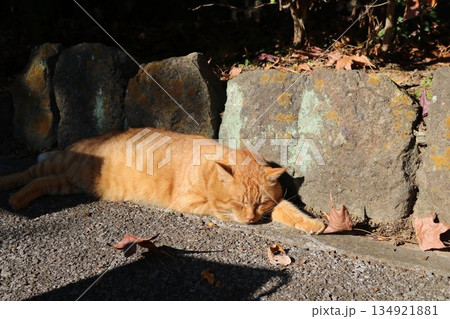 のんびり昼寝する野良猫　秋の境内で 134921881