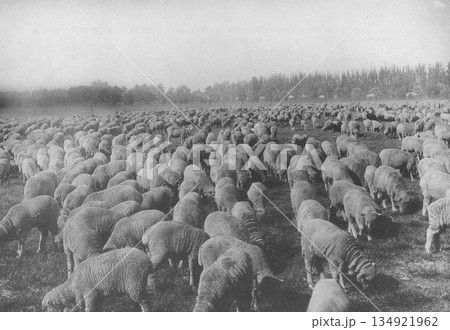 古写真　1911年　米国　オレゴン州の羊牧場 134921962