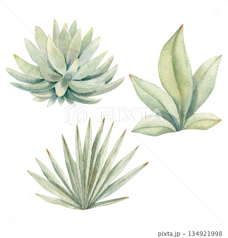 Watercolor succulent set inspired by African safari parks. Hand-painted cacti, aloe, and desert plants 134921998