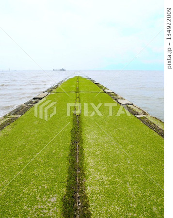 熊本県玉名市 有明海の不思議な光景 海藻に覆われた海床路 熊本県玉名市 有明海の不思議な光景 海藻に覆われた海床路 134922009