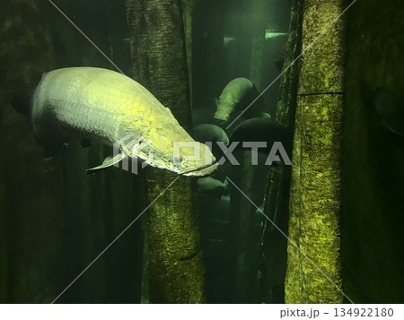 tropical fish swimming in an aquarium tropical fish swimming in an aquarium 134922180