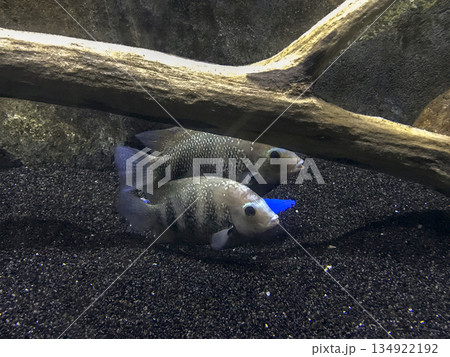 tropical fish swimming in an aquarium 134922192