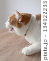 喋る猫 134922233