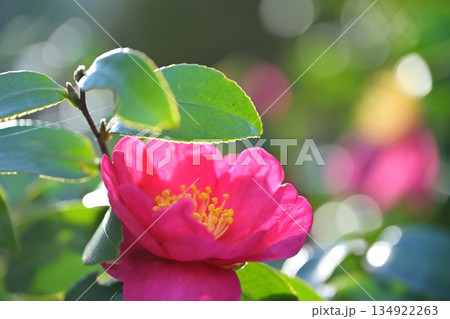 山茶花 134922263