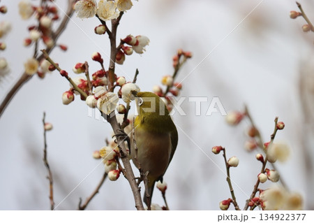 春のベストマッチ梅の花とメジロー壱 春のベストマッチ梅の花とメジロー壱 134922377
