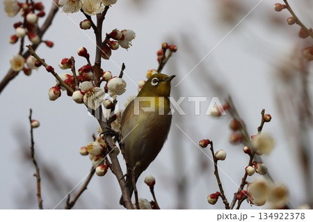 春のベストマッチ梅の花とメジロー弐 134922378
