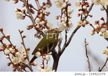 春のベストマッチ梅の花とメジロー参 134922379