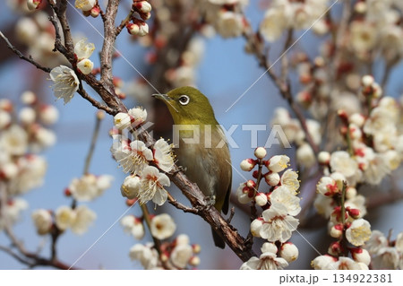 春のベストマッチ梅の花とメジロー五 134922381
