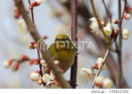 春のベストマッチ梅の花とメジロー六 134922382