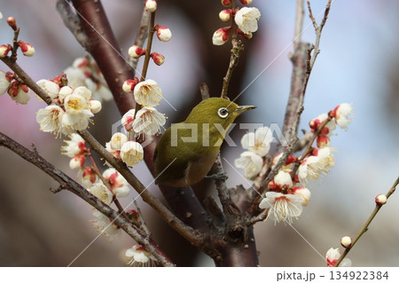 春のベストマッチ梅の花とメジロー八 134922384