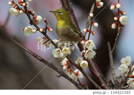 春のベストマッチ梅の花とメジロー九 春のベストマッチ梅の花とメジロー九 134922385