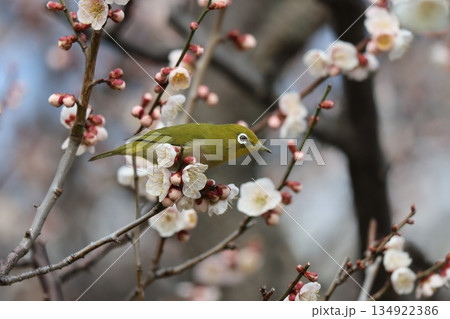 春のベストマッチ梅の花とメジロー拾 134922386