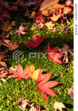 緑の絨毯に舞い降りた秋の彩り:苔の上に美しく並ぶ鮮やかな散り紅葉 緑の絨毯に舞い降りた秋の彩り:苔の上に美しく並ぶ鮮やかな散り紅葉 134922394