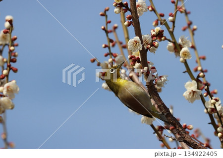 白いアイリングがお洒落なメジロたちー参 134922405