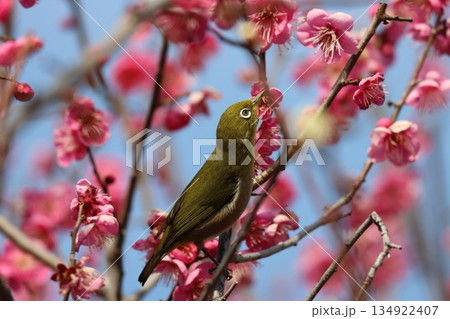 白いアイリングがお洒落なメジロたちー五 134922407