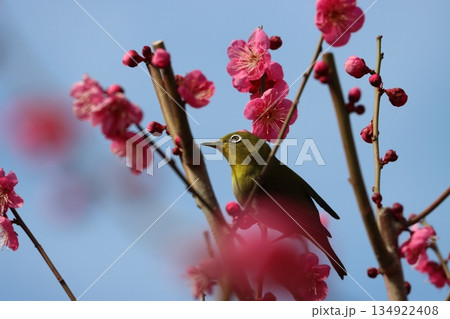 白いアイリングがお洒落なメジロたちー六 134922408