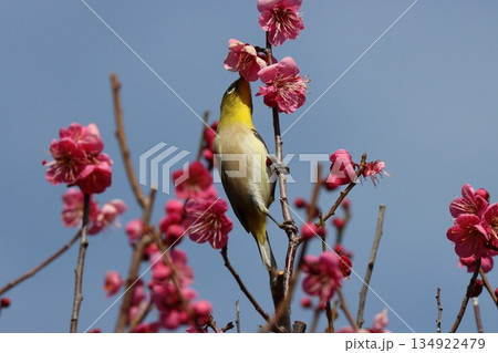 梅林の香りに誘われてめじろが活発に動くー五 134922479