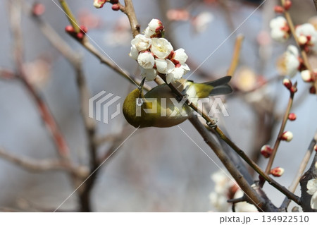 梅林の香りに誘われてめじろが活発に動くー壱 134922510