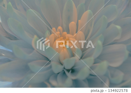 Airy pastel turquoise floral abstract background with soft focus petals, emphasizing delicacy 134922578