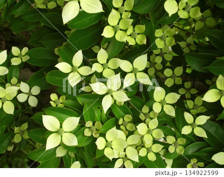 初夏の花咲く常緑山法師 134922599