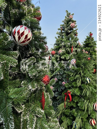 たくさんのクリスマスツリー たくさんのクリスマスツリー 134922621