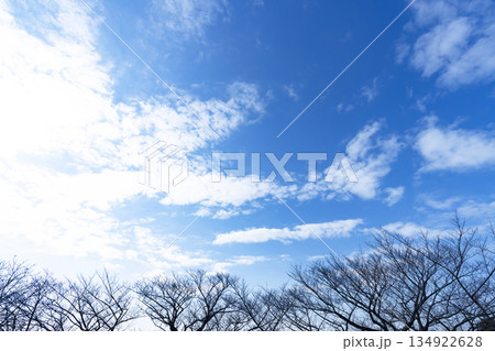 冬空と雲と木立 134922628