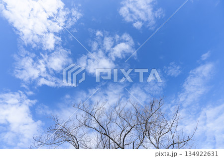 冬空と雲と木立 134922631