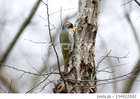 アオゲラ 134922882