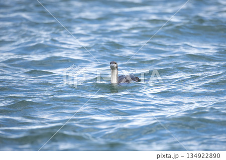 オオハム オオハム 134922890