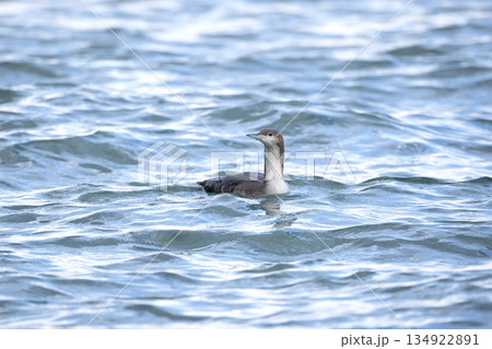 オオハム 134922891