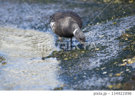 コクガン コクガン 134922896