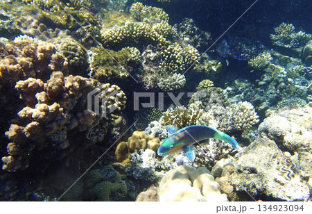 Brain coral Diploria, lobed coral Porites, staghorn coral Acropora and finger coral Porites 134923094