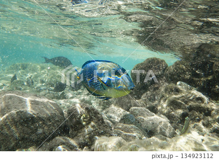 Colorful tropical fish swimming over rocky seabed in clear turquoise water. Marine wildlife scene 134923112