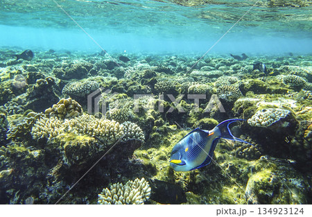 Fish near coral reef underwater. Tropical marine life in blue ocean habitat, biodiversity of aquatic 134923124
